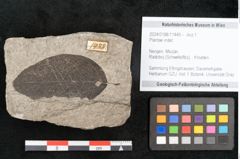 Foto (Objekt + Etikett) von Plantae indet.  (NHMW-GEO-2024-0188-11449)